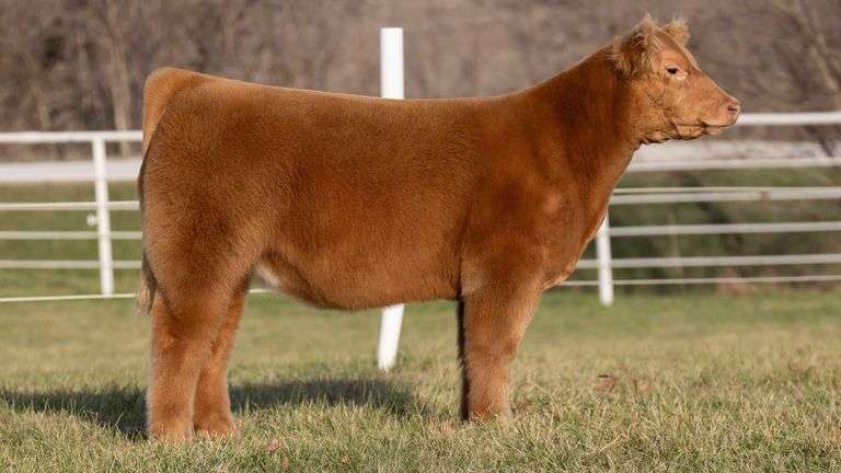 GORETSKA TAG 333 HEIFER