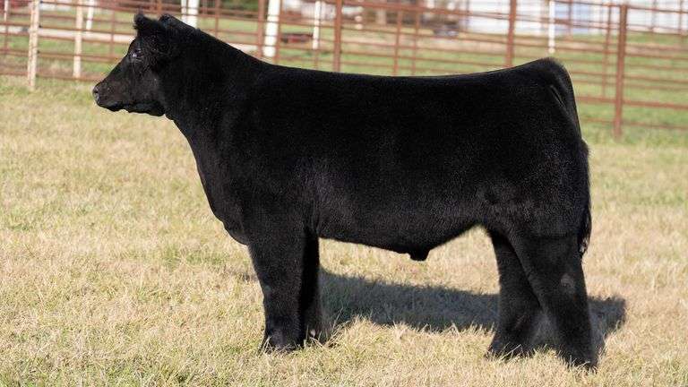 FERGUSON TAG 167 STEER