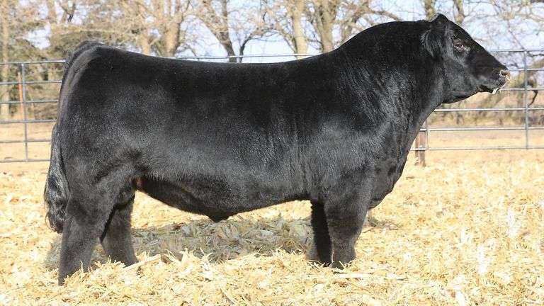 REBEL SEMEN