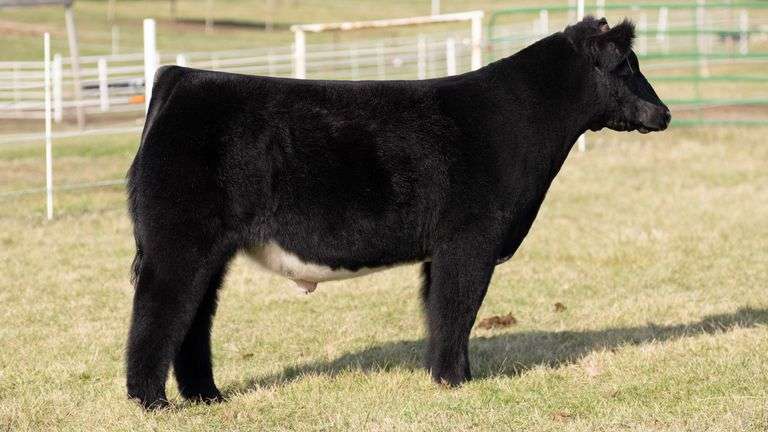 GORETSKA TAG 94 STEER