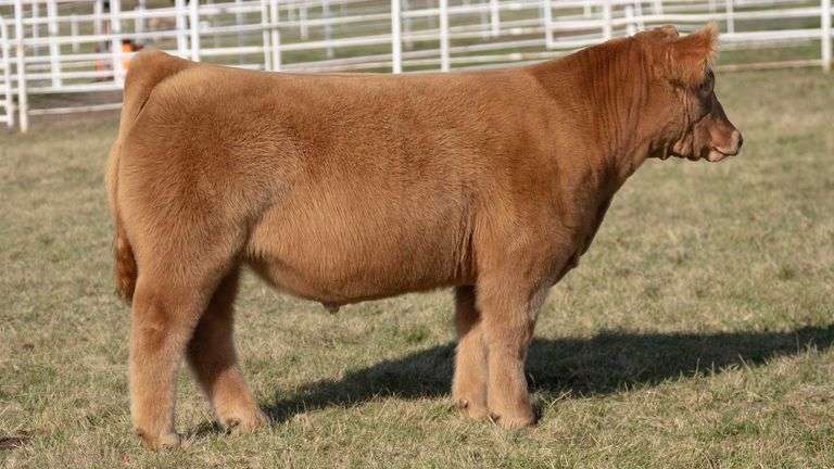 GORETSKA TAG 170 STEER