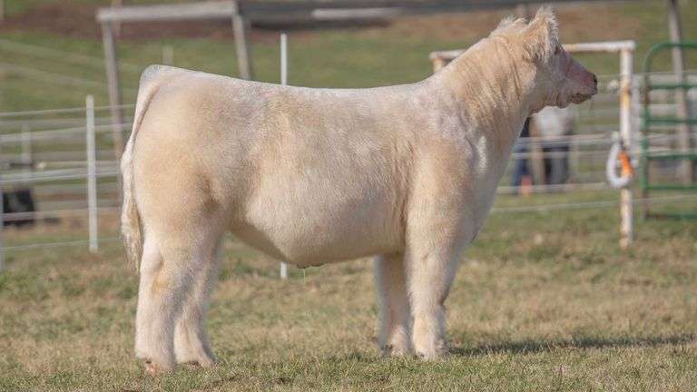 GORETSKA TAG 314 STEER