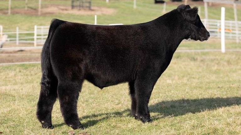 GORETSKA TAG 240 STEER