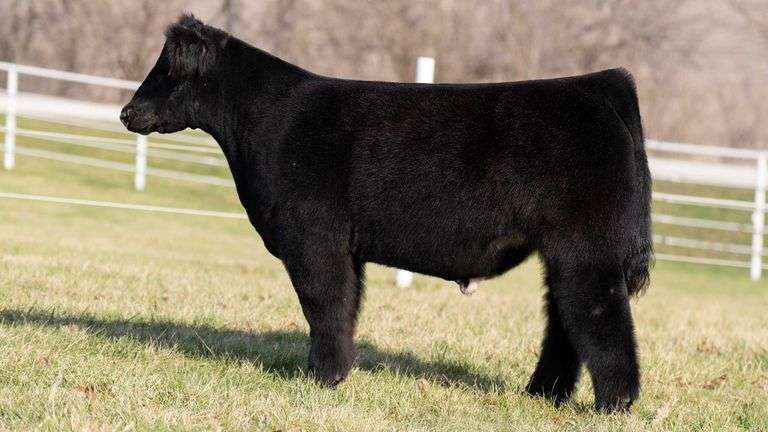 GORETSKA TAG 151 STEER