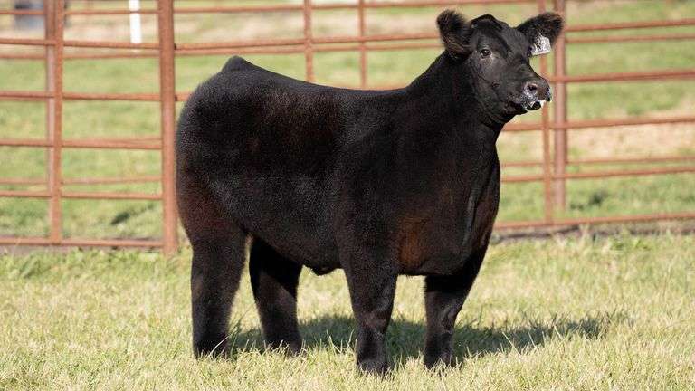 FERGUSON TAG 162 STEER