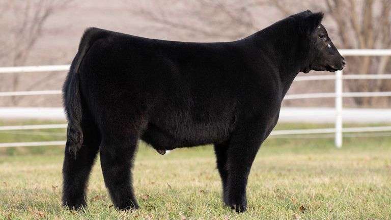 GORETSKA TAG 173 STEER