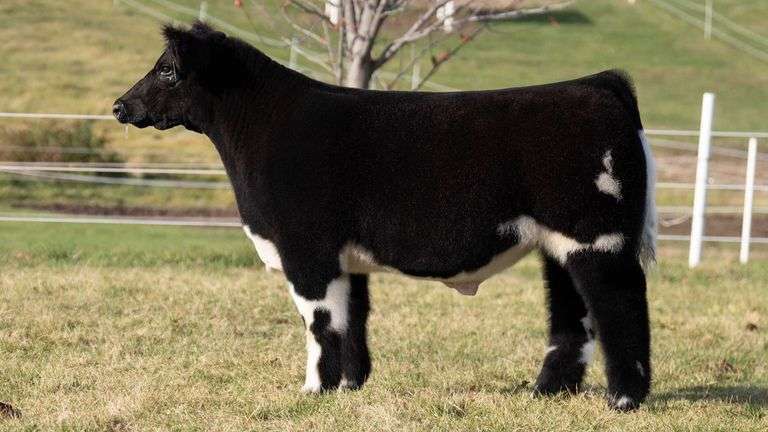 GORETSKA TAG 131 STEER