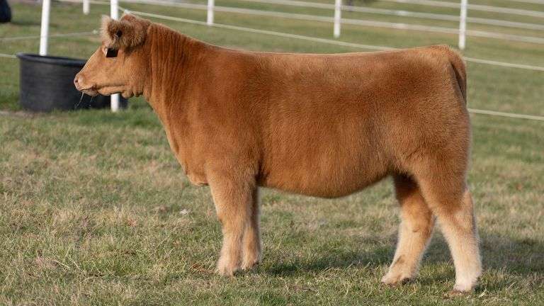 GORETSKA TAG 323 HEIFER