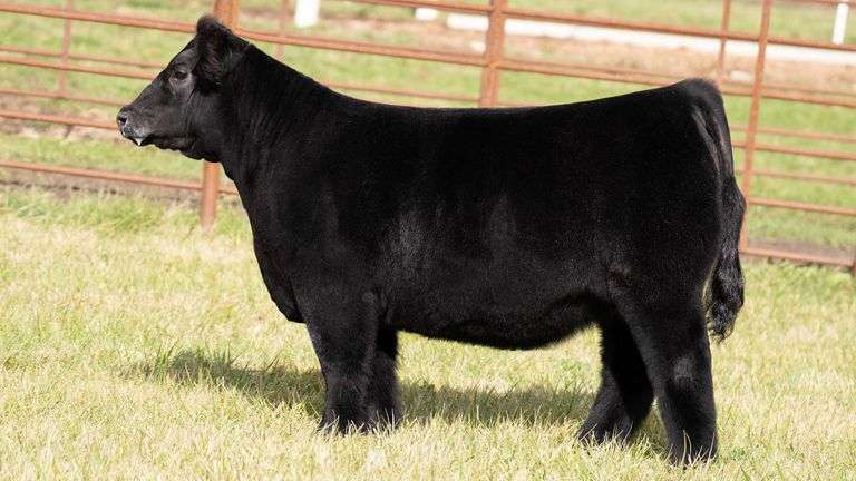 FERGUSON TAG 166 HEIFER