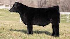 GORETSKA TAG 67 STEER
