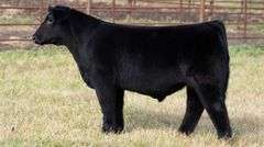 FERGUSON TAG 168 STEER