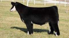 GORETSKA TAG 189 STEER