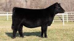 GORETSKA TAG 3 HEIFER