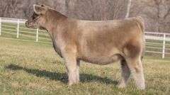 GORETSKA TAG 1 HEIFER