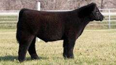 GORETSKA TAG 319 STEER