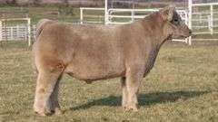 GORETSKA TAG 116 STEER