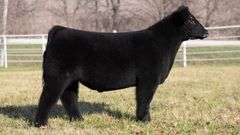 GORETSKA TAG 92 STEER