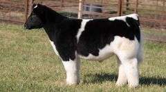 FERGUSON TAG 145 STEER