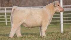 GORETSKA TAG 233 STEER