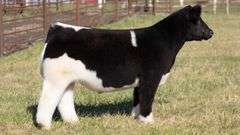 FERGUSON TAG 103 STEER
