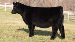 GORETSKA TAG 97 HEIFER