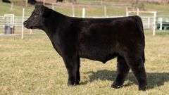 GORETSKA TAG 232 STEER