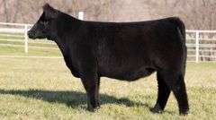 GORETSKA TAG 326 HEIFER