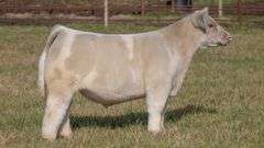 FERGUSON TAG 160 STEER