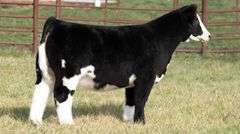 FERGUSON TAG 164 HEIFER