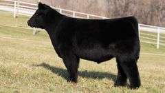 GORETSKA TAG 100 STEER