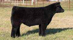 FERGUSON TAG 169 STEER