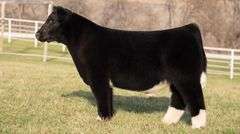 GORETSKA TAG Socks STEER