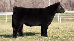 GORETSKA TAG 91 STEER