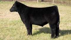 FERGUSON TAG 105 STEER