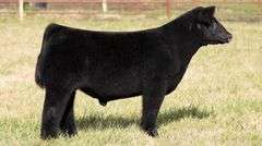 FERGUSON TAG 157 STEER