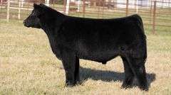FERGUSON TAG 167 STEER