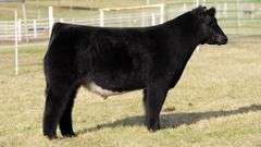 GORETSKA TAG 94 STEER