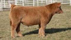 GORETSKA TAG 170 STEER