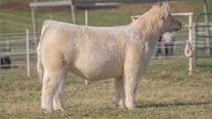 GORETSKA TAG 314 STEER
