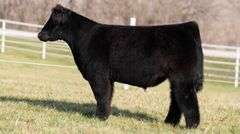 GORETSKA TAG 151 STEER
