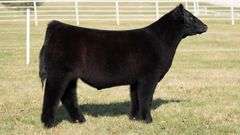 GORETSKA TAG 147 STEER