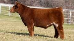 GORETSKA TAG 129 STEER