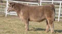 GORETSKA TAG 109 STEER