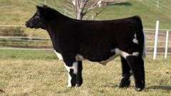 GORETSKA TAG 131 STEER