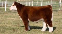 GORETSKA TAG 253 STEER
