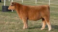 GORETSKA TAG 323 HEIFER
