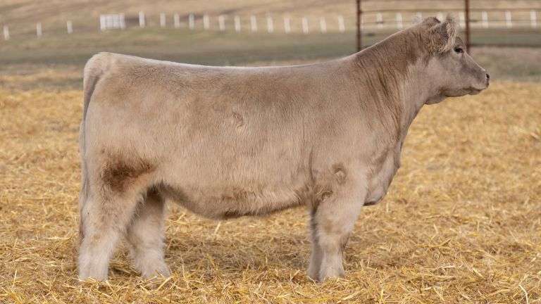 TAG 356 RED BRED HEIFER