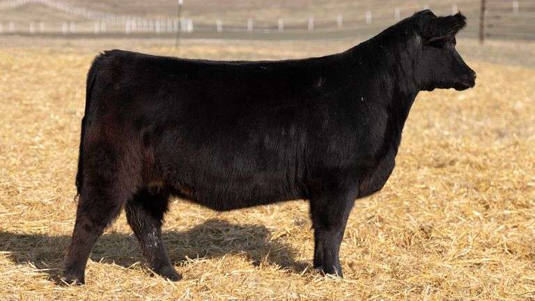 TAG 331 RED BRED HEIFER