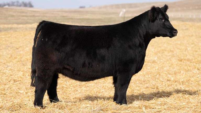 TAG 339 RED BRED HEIFER