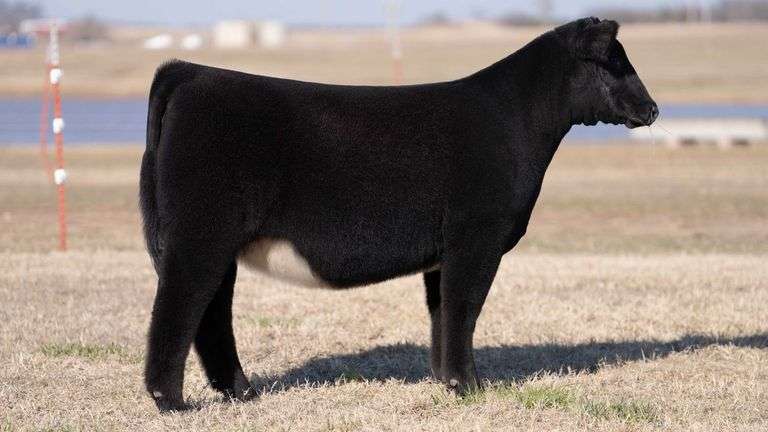 MOONEN TAG 15 HEIFER